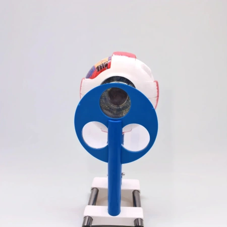 Модель «Зрение» (на батарейках)